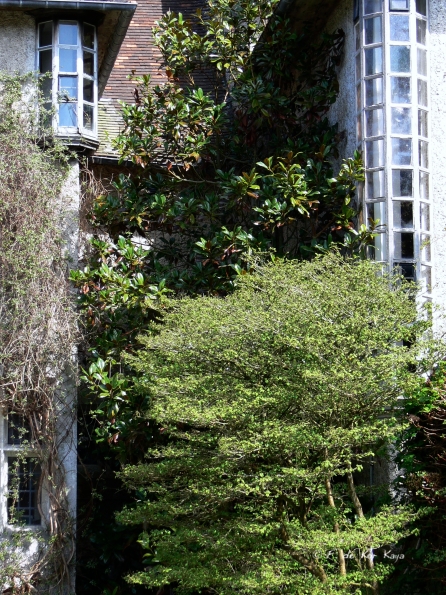 Bois des Moutiers (37) avril 2012